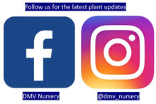 Load image into Gallery viewer, Aldrovanda vesiculosa