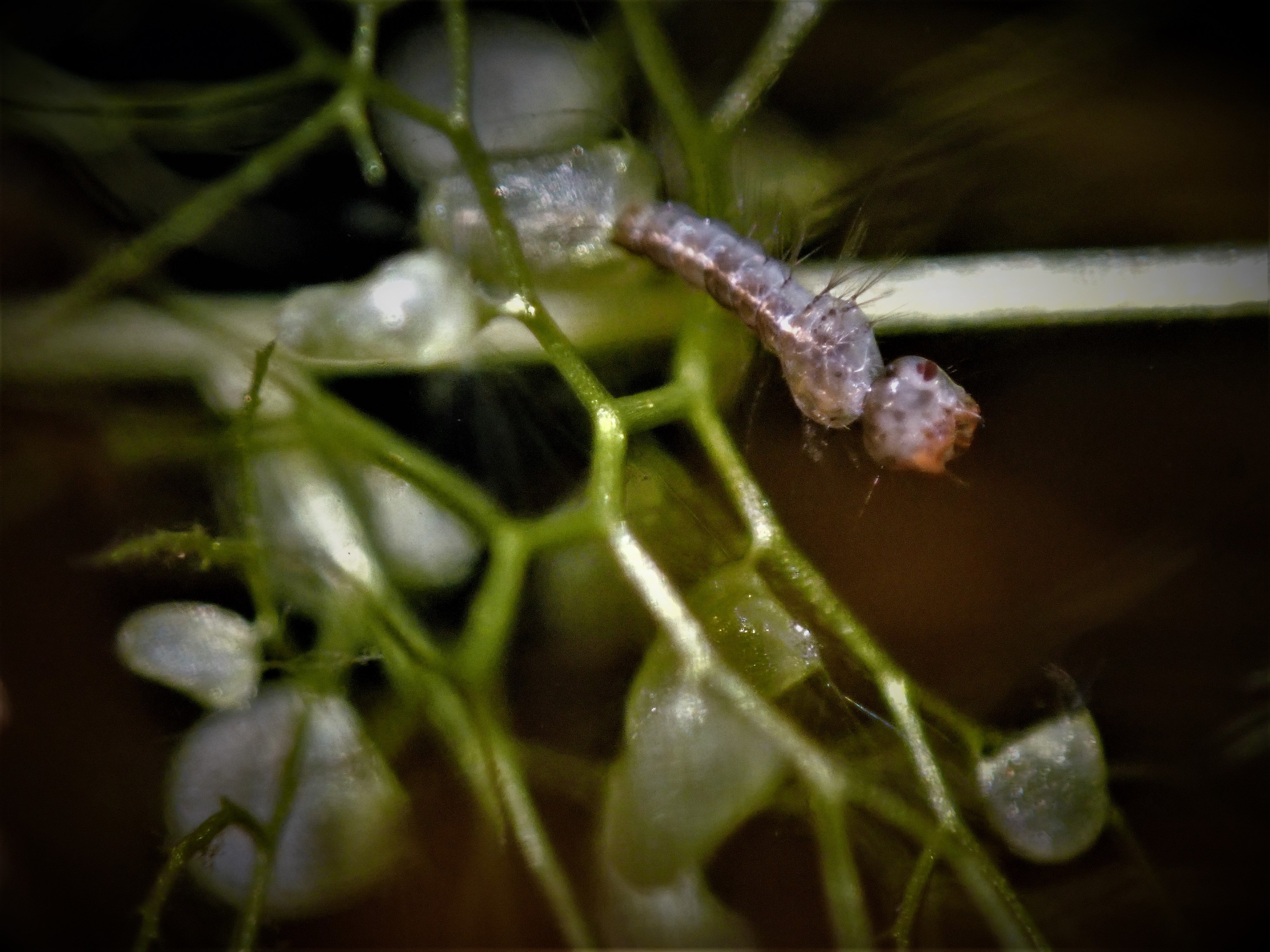 Mugworm Insect Turn your pond or pot saucer into a mosquito trap! – DMV Nursery and ...