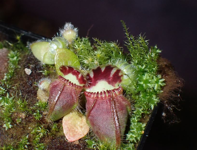 cephalotus follicularis DonnellyRiver WA
