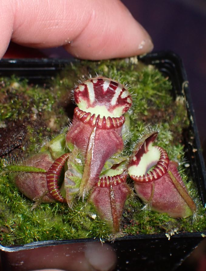 Cephalotus follicularis Albany Pitcher Plant DMV1301 (P7) – DMV 