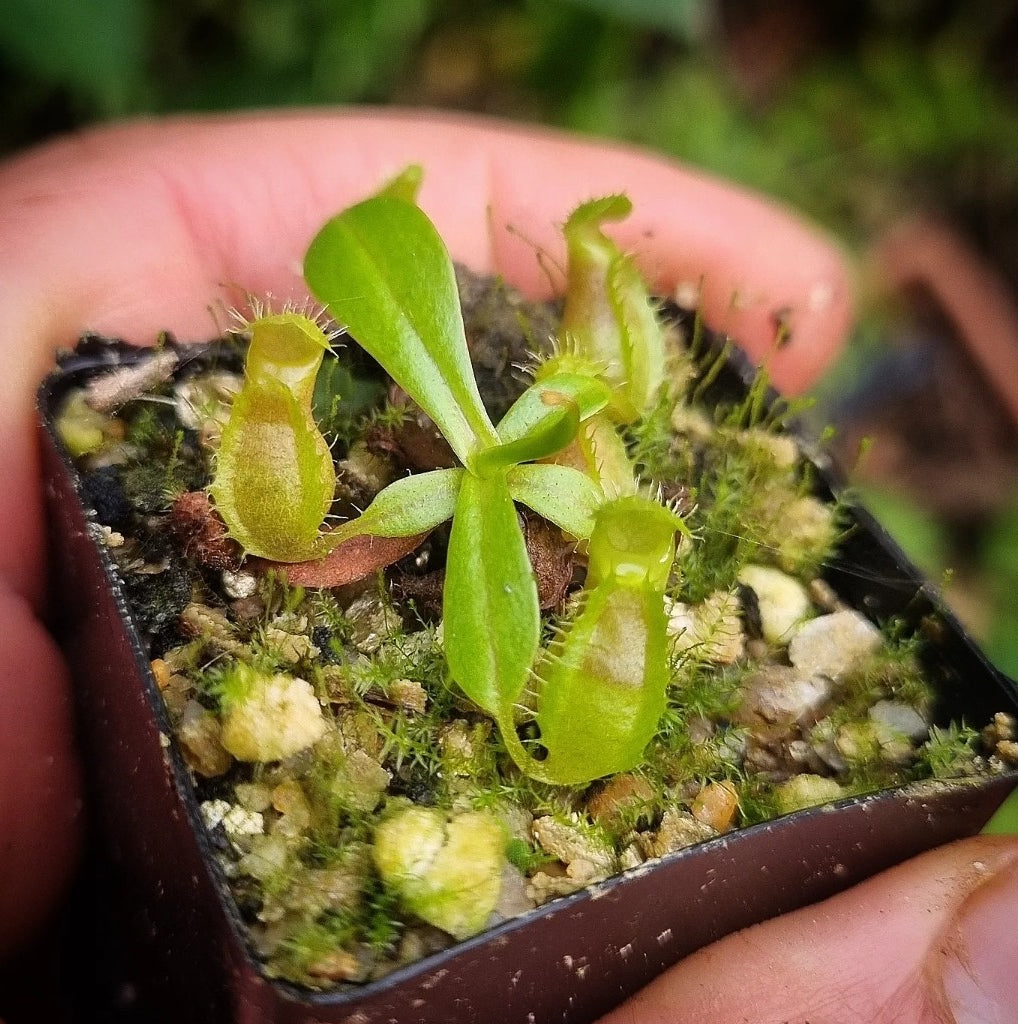 Nepenthes (ventricosa x lowii) × ventricosa? DMV 1669