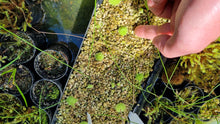 Load image into Gallery viewer, Pinguicula potosiensis
