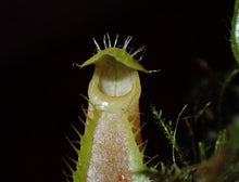 Load image into Gallery viewer, Nepenthes (ventricosa x lowii) × ventricosa? DMV 1803
