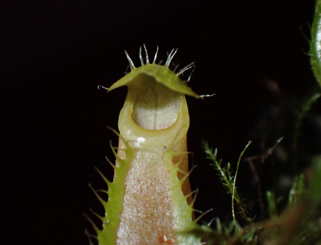 Nepenthes (ventricosa x lowii) × ventricosa? DMV 1803