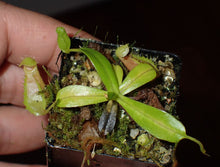 Load image into Gallery viewer, Nepenthes (ventricosa x lowii) × ventricosa? DMV 1803
