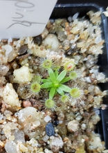 Load image into Gallery viewer, Drosera pulchella pink form
