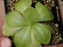 Load image into Gallery viewer, Pinguicula x Gina Large
