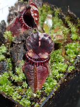 Load image into Gallery viewer, Cephalotus follicularis Albany Pitcher Plant DMV914
