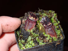 Load image into Gallery viewer, Cephalotus follicularis Albany Pitcher Plant DMV914
