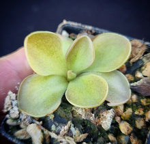 Load image into Gallery viewer, Pinguicula moranensis &quot;Superb&#39;&#39;
