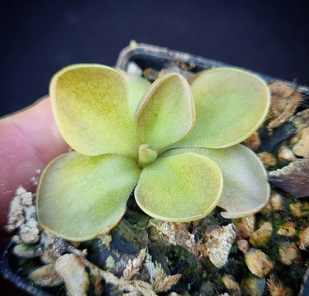 Pinguicula moranensis 