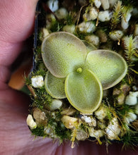 Load image into Gallery viewer, Pinguicula moranensis var. neovolcanica
