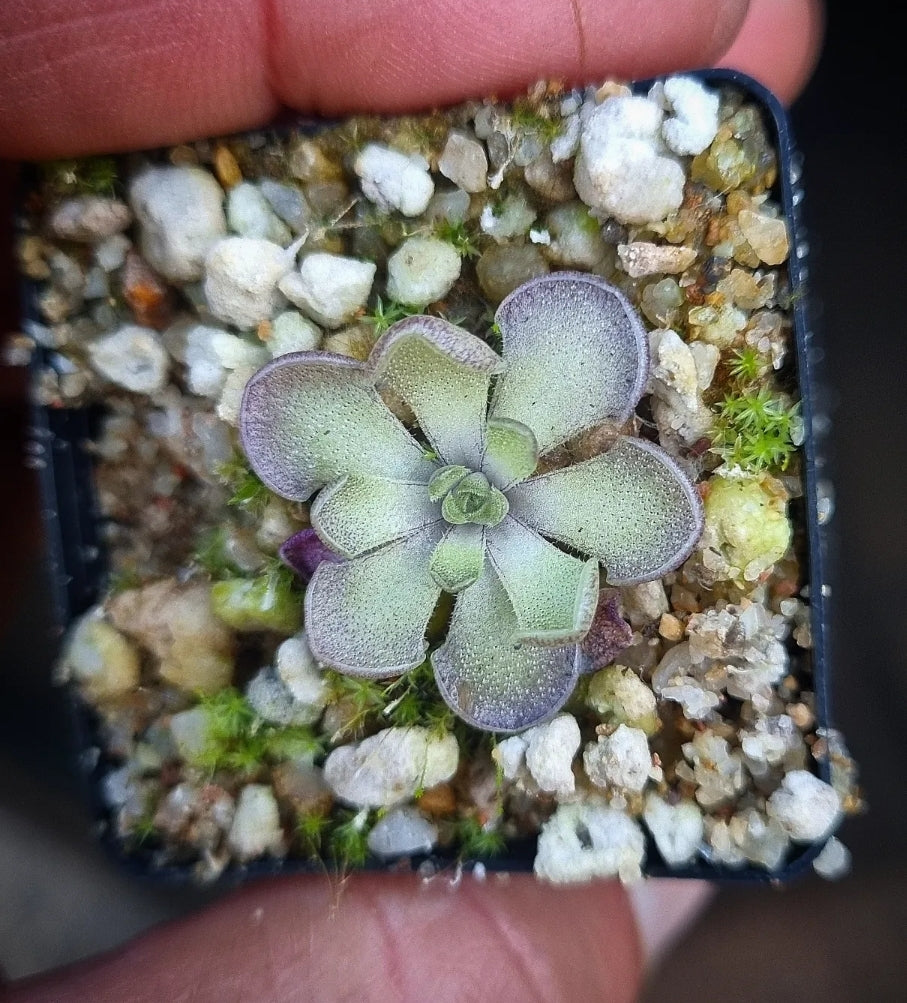 Pinguicula cyclosecta