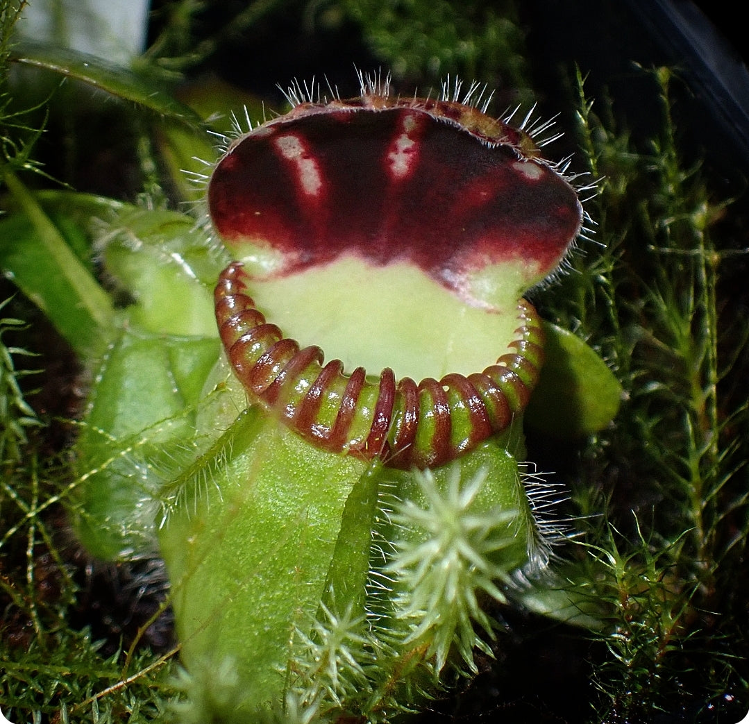 Cephalotus follicularis Donnelly River Albany Pitcher Plant – DMV 