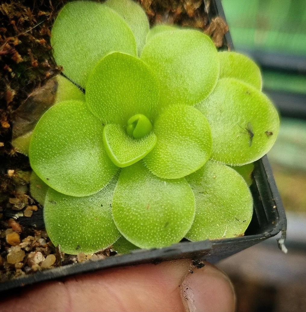 Pinguicula moranensis 