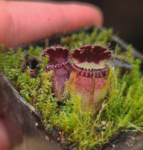 Load image into Gallery viewer, Cephalotus follicularis Albany Pitcher Plant DMV914
