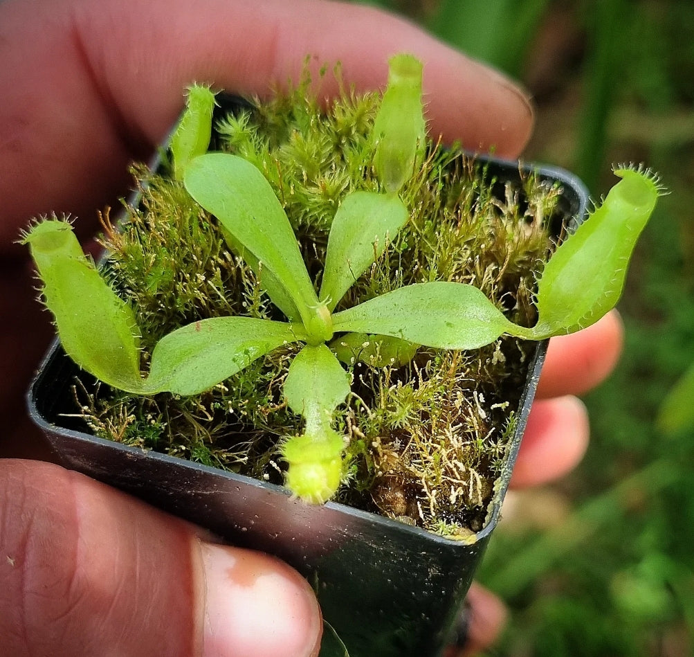 Nepenthes ventrata x ventricosa