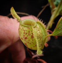 Load image into Gallery viewer, Nepenthes ampullaria - Johore
