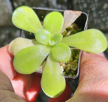 Load image into Gallery viewer, Pinguicula agnata Lagunda
