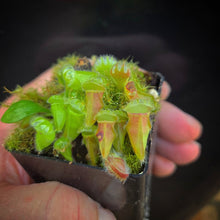 Load image into Gallery viewer, Cephalotus follicularis Albany Pitcher Plant DMV781 (P38)
