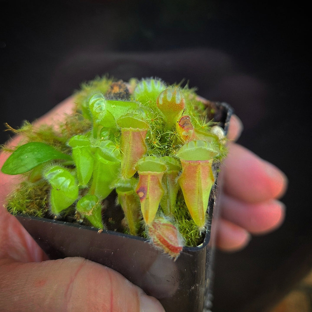 Cephalotus follicularis Albany Pitcher Plant DMV781 (P38)