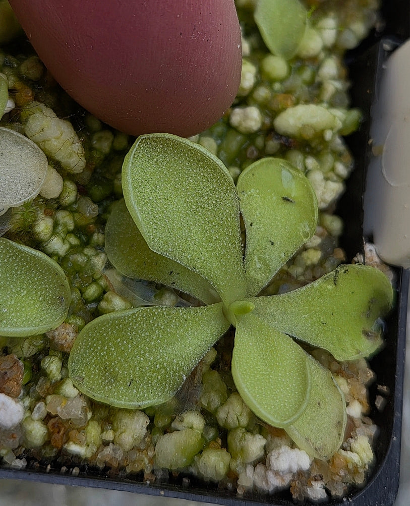 Pinguicula rectifolia x Pinguicula cyclosecta DMV1736