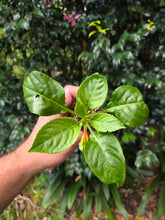 Load image into Gallery viewer, Impatiens niamniamensis congo cockatoo

