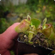 Load image into Gallery viewer, Cephalotus follicularis Albany Pitcher Plant

