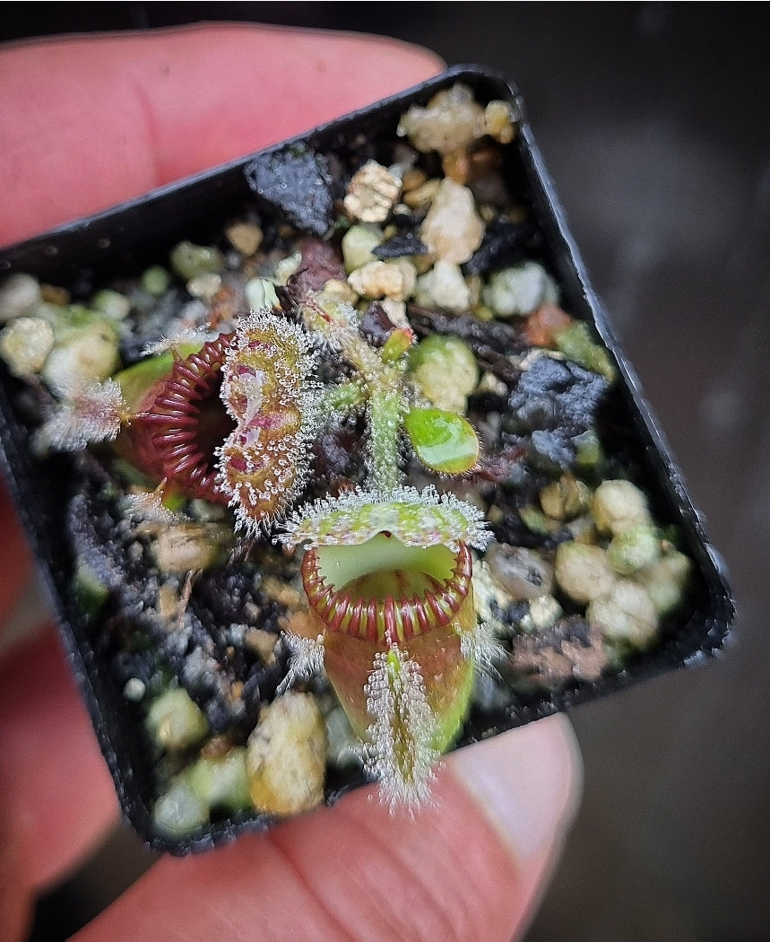 Cephalotus follicularis Donnelly River Albany Pitcher Plant – DMV 