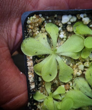 Load image into Gallery viewer, Pinguicula rectifolia x Pinguicula cyclosecta DMV1744
