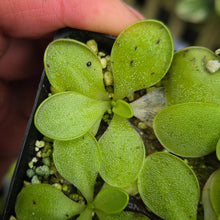 Load image into Gallery viewer, Pinguicula rectifolia
