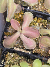 Load image into Gallery viewer, Pinguicula "Pico de Orizaba
