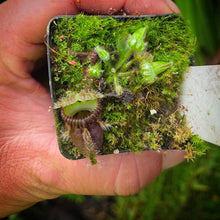 Load image into Gallery viewer, Cephalotus follicularis Albany Pitcher Plant DMV782
