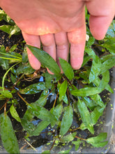 Load image into Gallery viewer, Cryptocoryne sp DMV 2154
