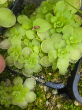 Load image into Gallery viewer, Pinguicula agnata x esseriana DMV2027
