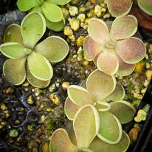 Load image into Gallery viewer, Pinguicula sp. Tehuacan DMV 1060
