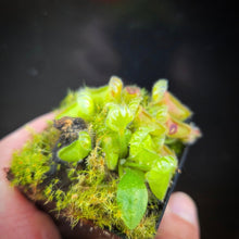 Load image into Gallery viewer, Cephalotus follicularis Albany Pitcher Plant DMV781 (P38)
