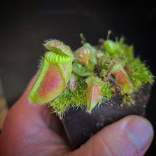 Load image into Gallery viewer, Cephalotus follicularis Albany Pitcher Plant DMV781 (P39)
