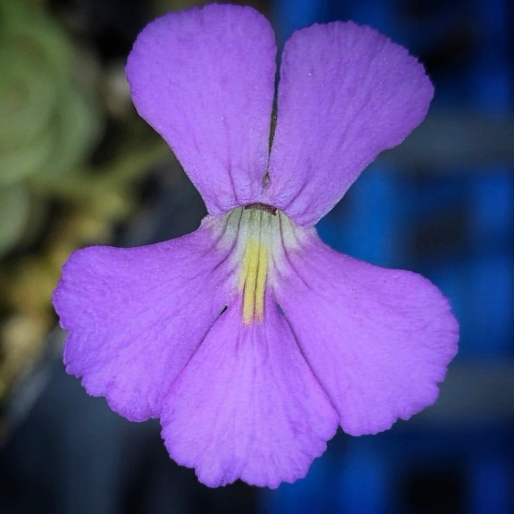 Pinguicula ehlersiae Large Form DMV498