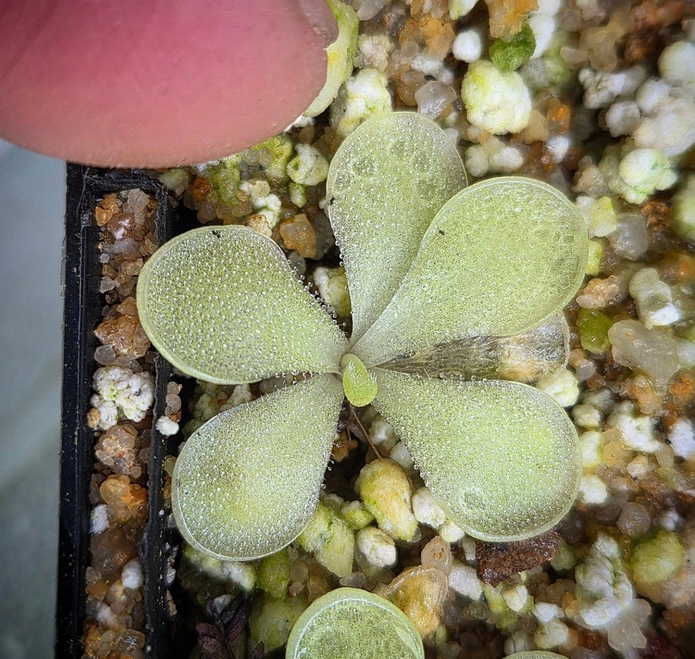 Pinguicula rectifolia x Pinguicula cyclosecta DMV1726