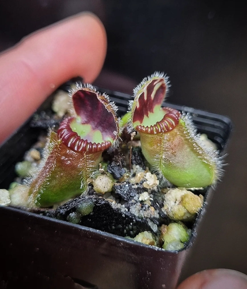 cephalotus follicularis DonnellyRiver WA