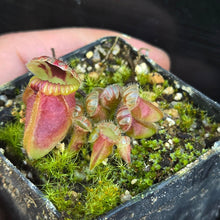 Load image into Gallery viewer, Cephalotus follicularis Albany Pitcher Plant DMV781 (P40)
