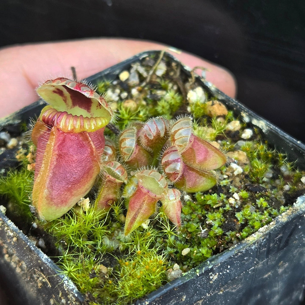 Cephalotus follicularis Albany Pitcher Plant DMV781 (P40)