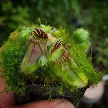 Load image into Gallery viewer, Cephalotus follicularis Albany Pitcher Plant DMV781
