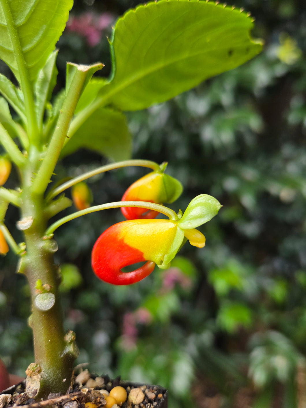 Impatiens niamniamensis congo cockatoo