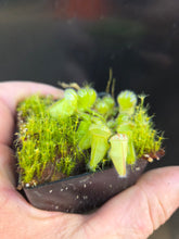 Load image into Gallery viewer, Cephalotus follicularis Albany Pitcher Plant DMV781 (P36)
