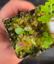 Load image into Gallery viewer, Cephalotus follicularis Albany Pitcher Plant DMV781
