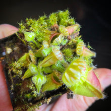 Load image into Gallery viewer, Cephalotus follicularis Albany Pitcher Plant DMV781 (P39)
