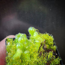 Load image into Gallery viewer, Cephalotus follicularis Albany Pitcher Plant DMV781 (P35)
