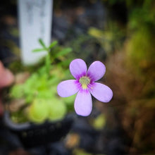 Load image into Gallery viewer, Pinguicula agnata x esseriana DMV2027
